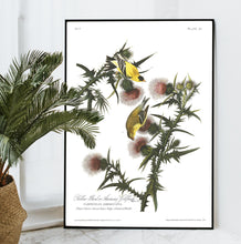 Load image into Gallery viewer, Yellow Bird or American Goldfinch Print by John Audubon