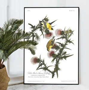 Yellow Bird or American Goldfinch Print by John Audubon