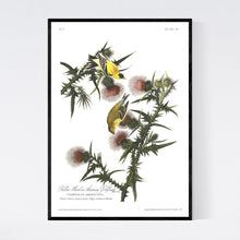 Load image into Gallery viewer, Yellow Bird or American Goldfinch Print by John Audubon