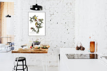 Load image into Gallery viewer, Yellow Bird or American Goldfinch Print by John Audubon