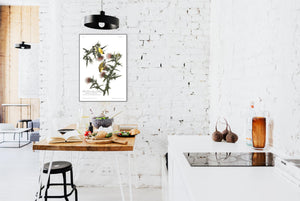 Yellow Bird or American Goldfinch Print by John Audubon