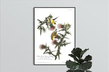 Load image into Gallery viewer, Yellow Bird or American Goldfinch Print by John Audubon