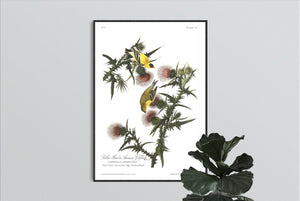 Yellow Bird or American Goldfinch Print by John Audubon