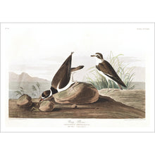 Load image into Gallery viewer, Ring Plover Print by John Audubon
