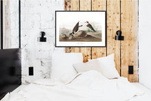 Load image into Gallery viewer, Ring Plover Print by John Audubon