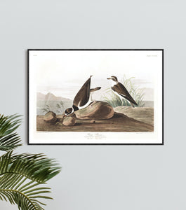 Ring Plover Print by John Audubon