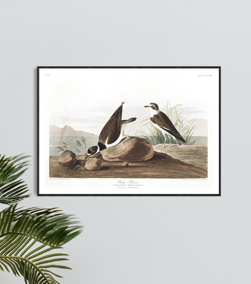 Ring Plover Print by John Audubon