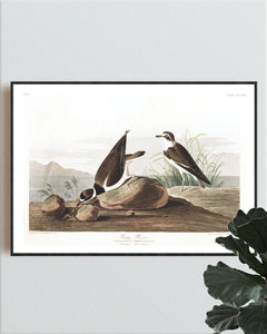 Ring Plover Print by John Audubon