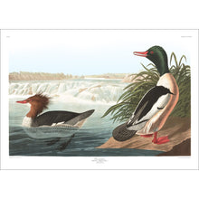 Load image into Gallery viewer, Goosander Print by John Audubon