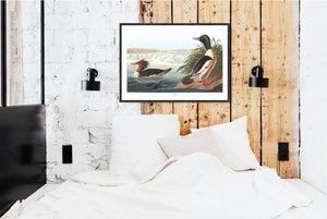 Goosander Print by John Audubon