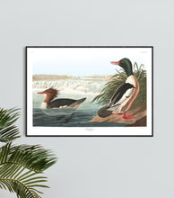 Load image into Gallery viewer, Goosander Print by John Audubon