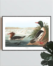 Load image into Gallery viewer, Goosander Print by John Audubon