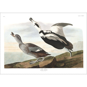 Pied Duck Print by John Audubon