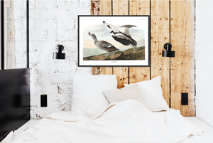Pied Duck Print by John Audubon