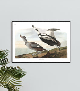 Pied Duck Print by John Audubon