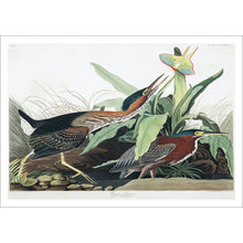 Load image into Gallery viewer, Green Heron Print by John Audubon
