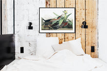 Load image into Gallery viewer, Green Heron Print by John Audubon