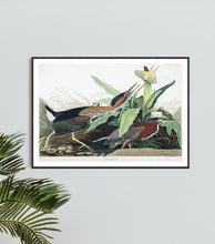 Load image into Gallery viewer, Green Heron Print by John Audubon