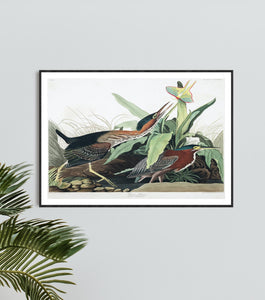 Green Heron Print by John Audubon
