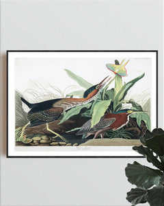 Green Heron Print by John Audubon