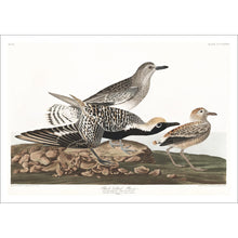 Load image into Gallery viewer, Black-Bellied Plover Print by John Audubon