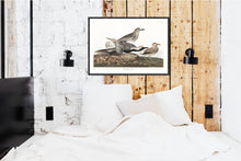 Load image into Gallery viewer, Black-Bellied Plover Print by John Audubon