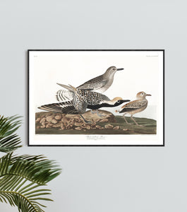 Black-Bellied Plover Print by John Audubon
