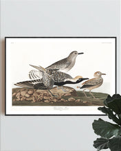 Load image into Gallery viewer, Black-Bellied Plover Print by John Audubon
