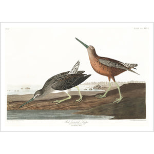 Read-Breasted Snipe Print by John Audubon