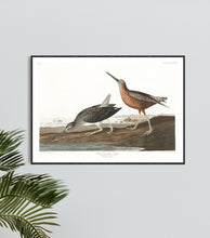 Load image into Gallery viewer, Read-Breasted Snipe Print by John Audubon