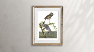 Yellow-Crowned Heron Print by John Audubon