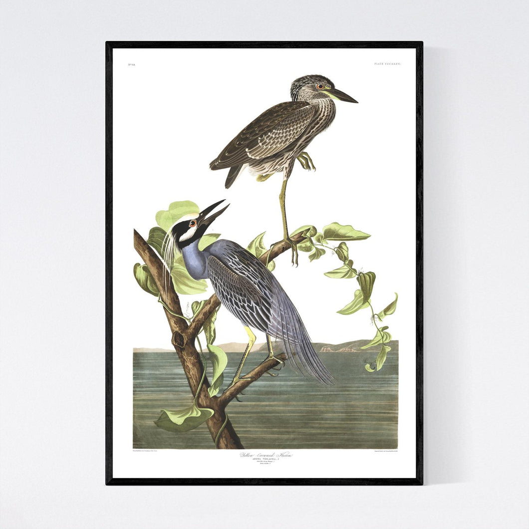 Yellow-Crowned Heron Print by John Audubon