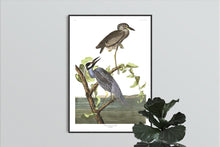 Load image into Gallery viewer, Yellow-Crowned Heron Print by John Audubon
