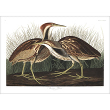 Load image into Gallery viewer, American Bittern Print by John Audubon