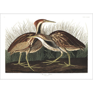 American Bittern Print by John Audubon