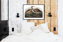 Load image into Gallery viewer, American Bittern Print by John Audubon