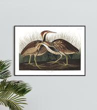 Load image into Gallery viewer, American Bittern Print by John Audubon