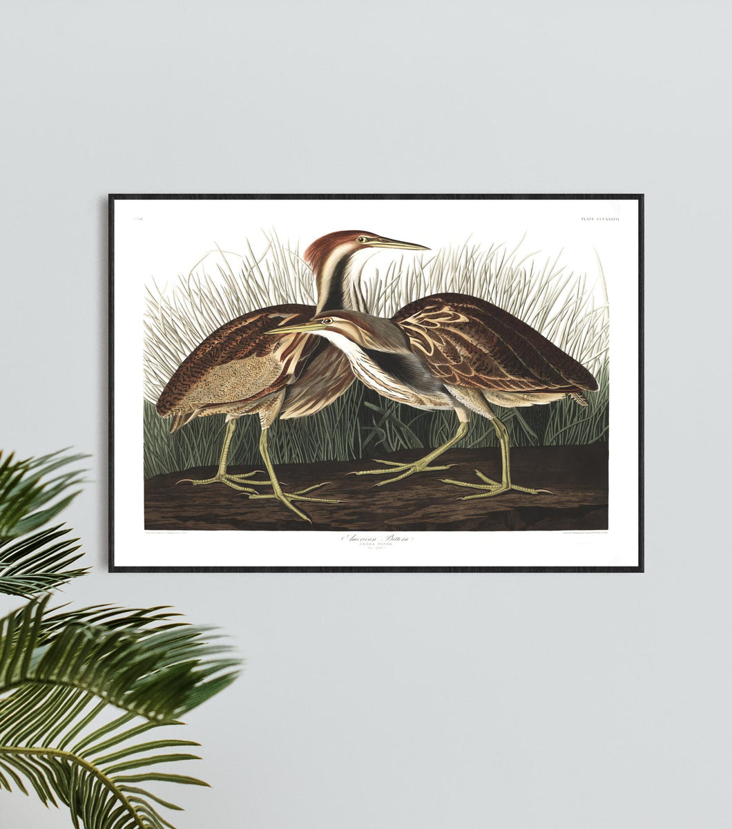 American Bittern Print by John Audubon