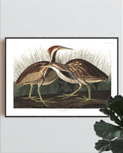 Load image into Gallery viewer, American Bittern Print by John Audubon