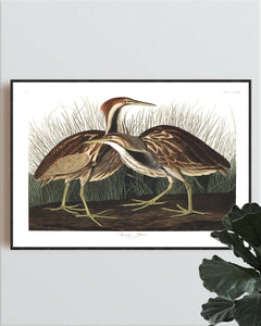 American Bittern Print by John Audubon