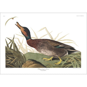Bemaculated Duck Print by John Audubon
