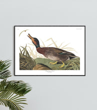 Load image into Gallery viewer, Bemaculated Duck Print by John Audubon