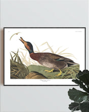 Load image into Gallery viewer, Bemaculated Duck Print by John Audubon