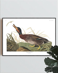 Bemaculated Duck Print by John Audubon