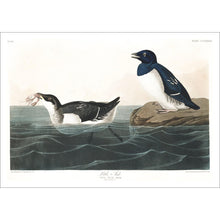 Load image into Gallery viewer, Little Auk Print by John Audubon