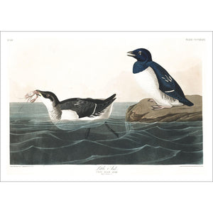 Little Auk Print by John Audubon