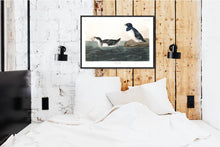 Load image into Gallery viewer, Little Auk Print by John Audubon