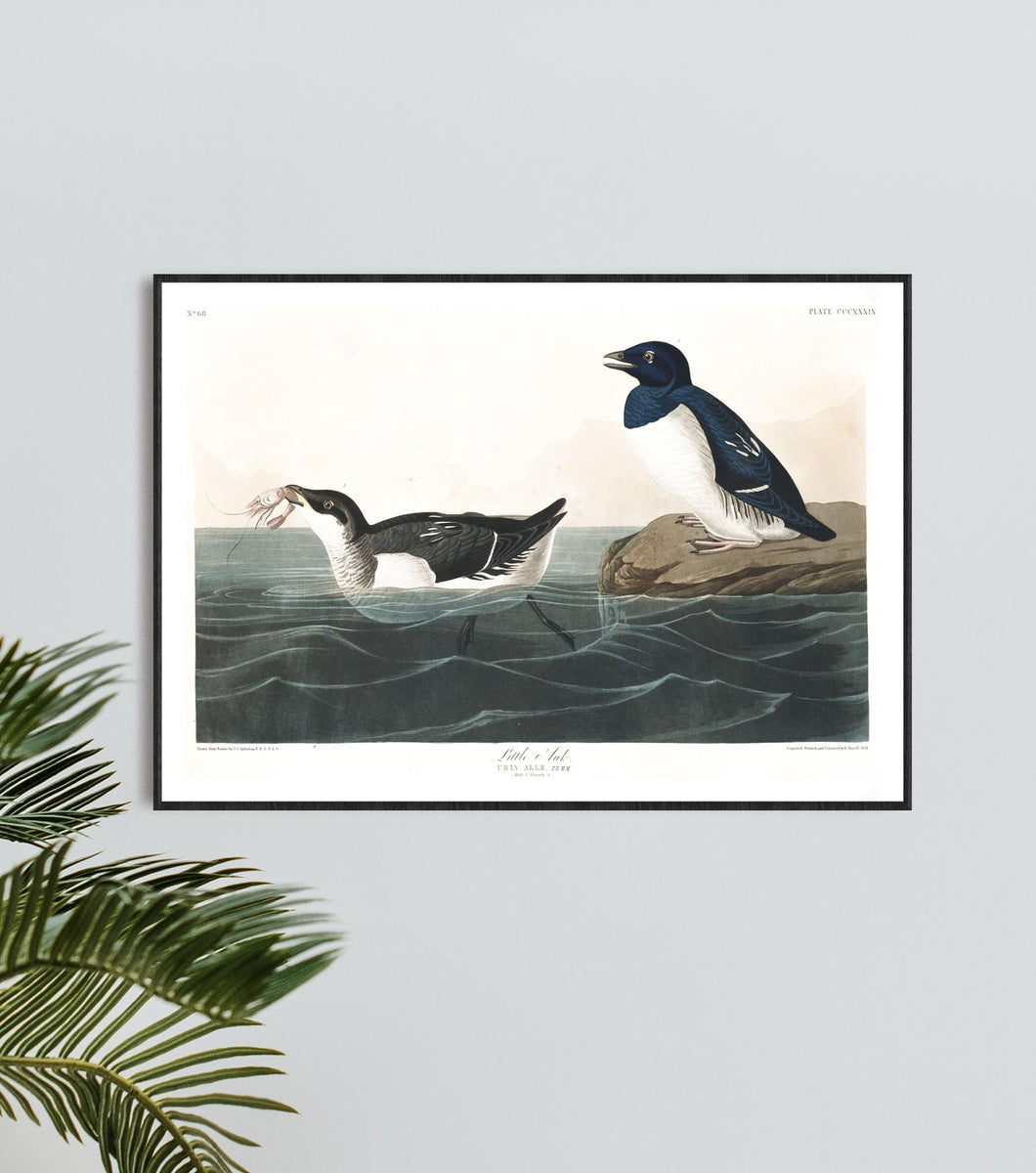 Little Auk Print by John Audubon