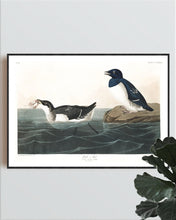 Load image into Gallery viewer, Little Auk Print by John Audubon