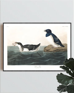 Little Auk Print by John Audubon